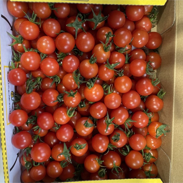 コストコの『エンジェルスウィート』はリピ買い推奨食材！ 細長ミニトマトは甘めで食べやすいmitok ミトク