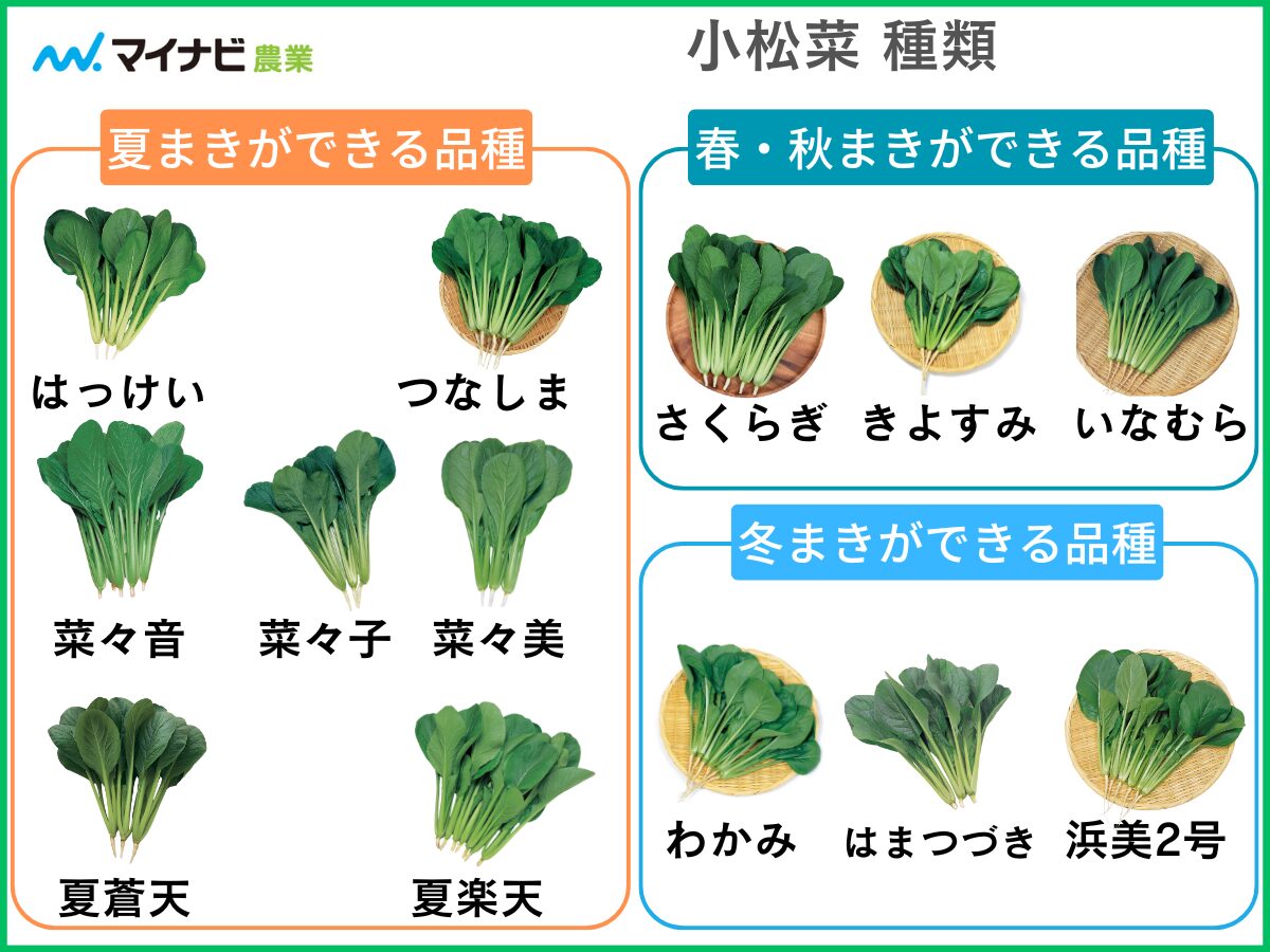 緑黄色野菜の「小松菜」、年間を通してみるこの野菜の旬はいつ？その名前は誰かの名前？何処かの地名？ガジェット通信 GetNews
