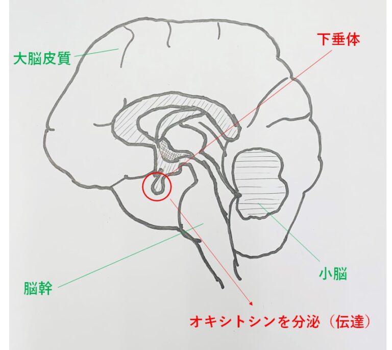 入荷情報 | T-Garden BLOG カワセミの声