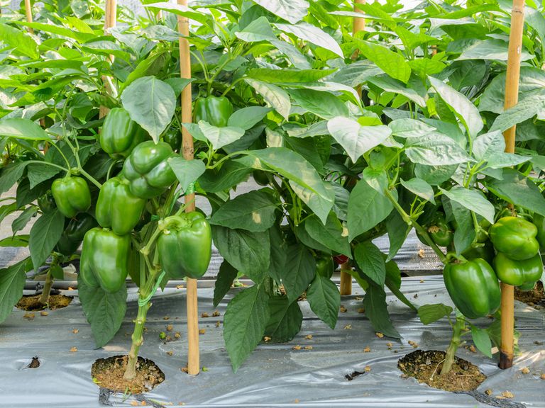 ピーマンの支柱の立て方 プランターなら何本必要？なしでも育つ