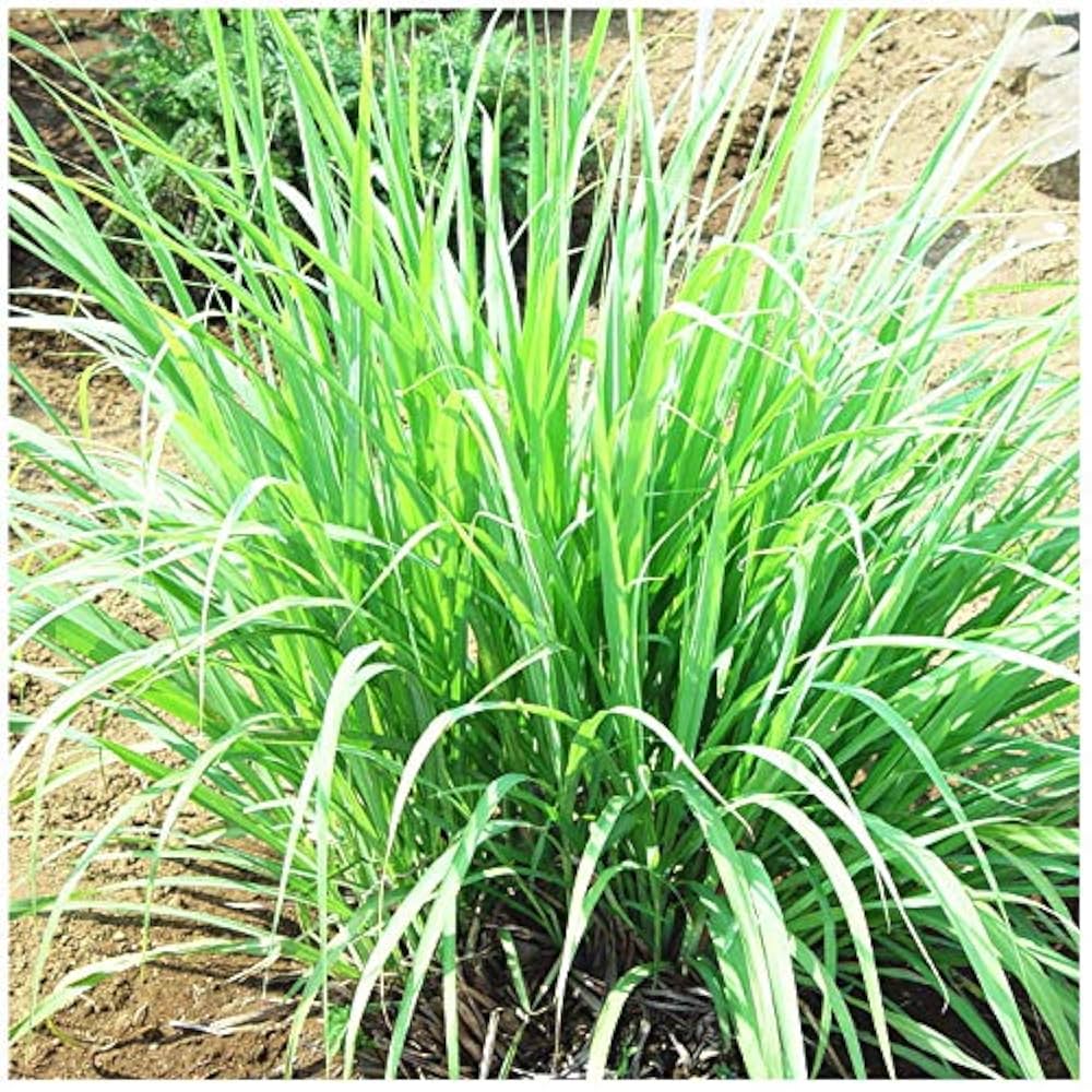 レモングラス ハーブ苗４ポット専用の通販ホームセンター コメリドットコム