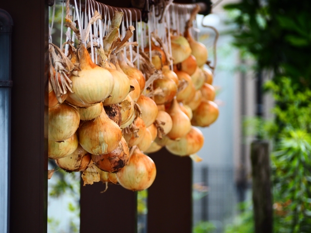 玉ねぎは冷蔵庫に入れる？ 入れない？ 根菜の正しい保存法をプロが解説！三越伊勢丹の食メディアFOODIE フーディー
