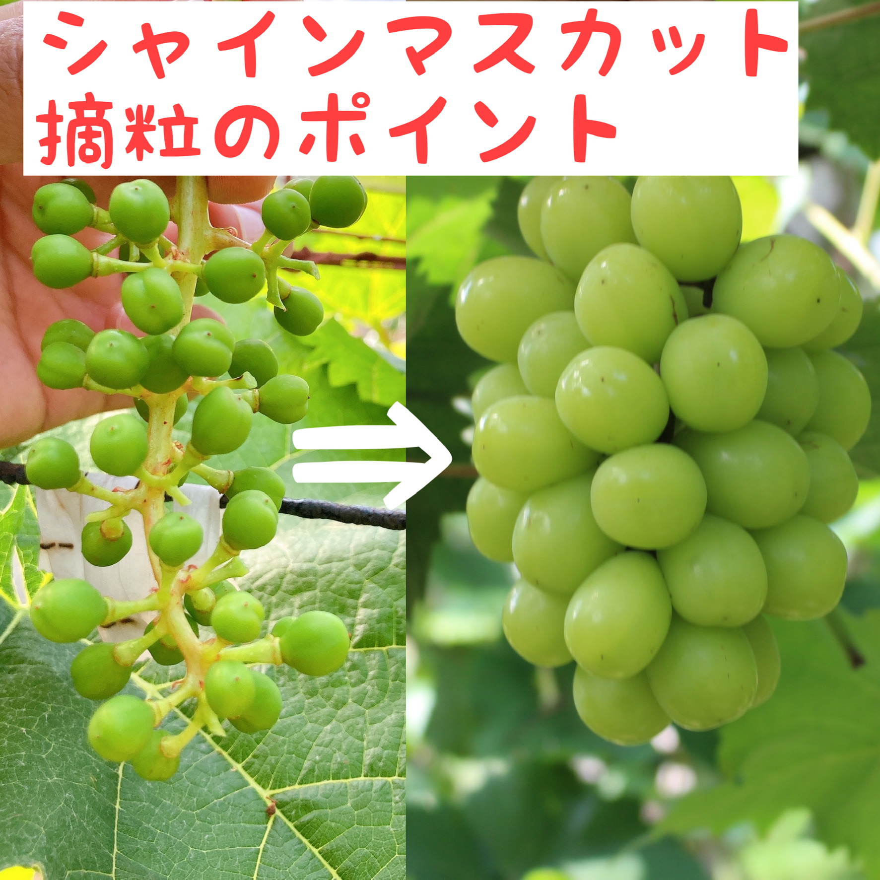 葡萄栽培 一年目樹の上手な育て方 No.2 シャインマスカット・ナガノパープルの一年樹をルートラップ植木鉢で上手に育てる基礎技術を、分かりやすく解説37