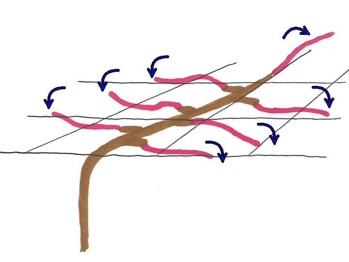 キウイの基礎知識おすすめ品種編お知らせTaiShoDo