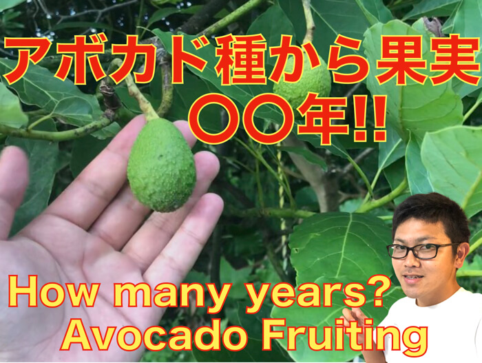 アボカドの選定方法!挿し木の方法や病気・害虫についても - くらしのマーケットマガジン