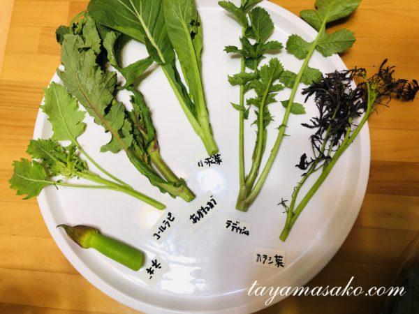 冬野菜10種類 かつお菜とほうれん草は初収穫Hanadai's Ocean - 楽天ブログ