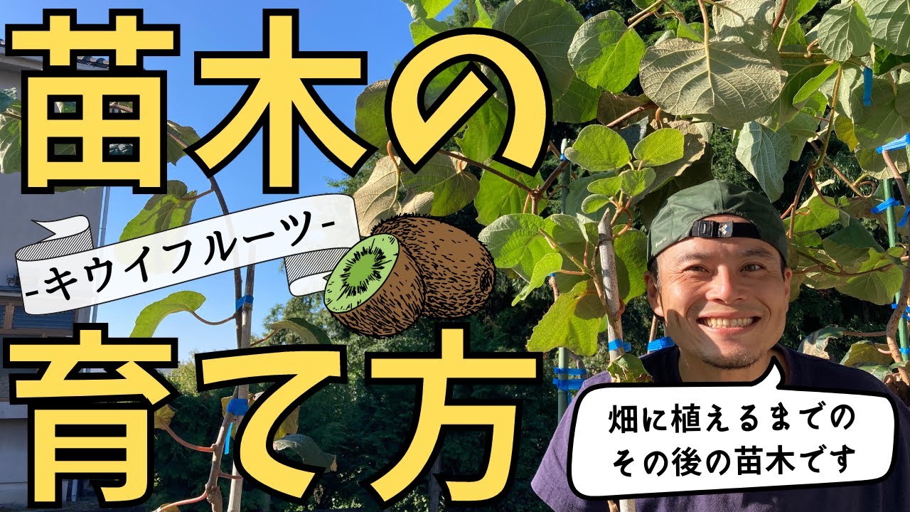 サルナシ ベビーキウイの特徴と育て方 kaju_kiui-b_set_004苗木部の部室 〜苗木、育てよう〜 By 花ひろばオンライン