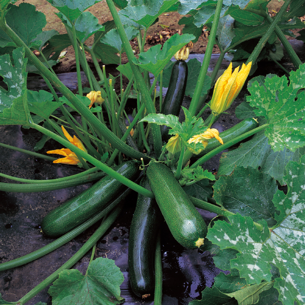 ズッキーニの育て方・栽培方法 植え方やお手入れのコツやポイントまで。通販 - ディノス