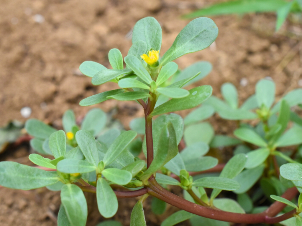 雑草界のスーパーフード、スベリヒユ – 有限会社廣瀬造園│千葉県香取市