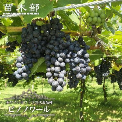 Daiichi F&Lシャルドネ種白ブドウ ジュース ビオ 1000ml×6本パトリック・フォン