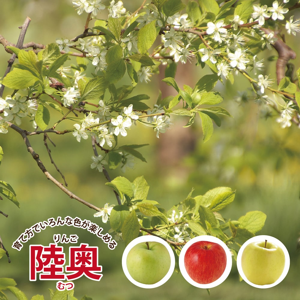 草木染め✤りんごの皮•*¨*•.¸¸♬ろまんの暮らし手帖