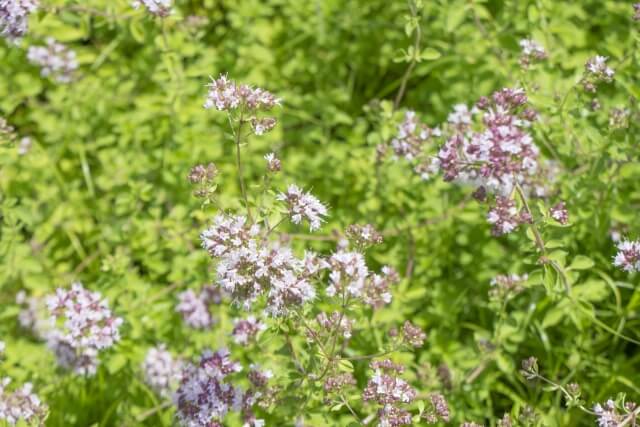 スリムな調味料ラック おしゃれデザイン 耐荷重6kg 幅56cm レンジラック ラック 調味料ラック キッチンラック スパイスラック 小物 調味料スパイス コンパクト 整理 収納 おしゃれ かわいい スリム 省スペース 取りやすい 台所 キッチン リビング 小物置き ブラック