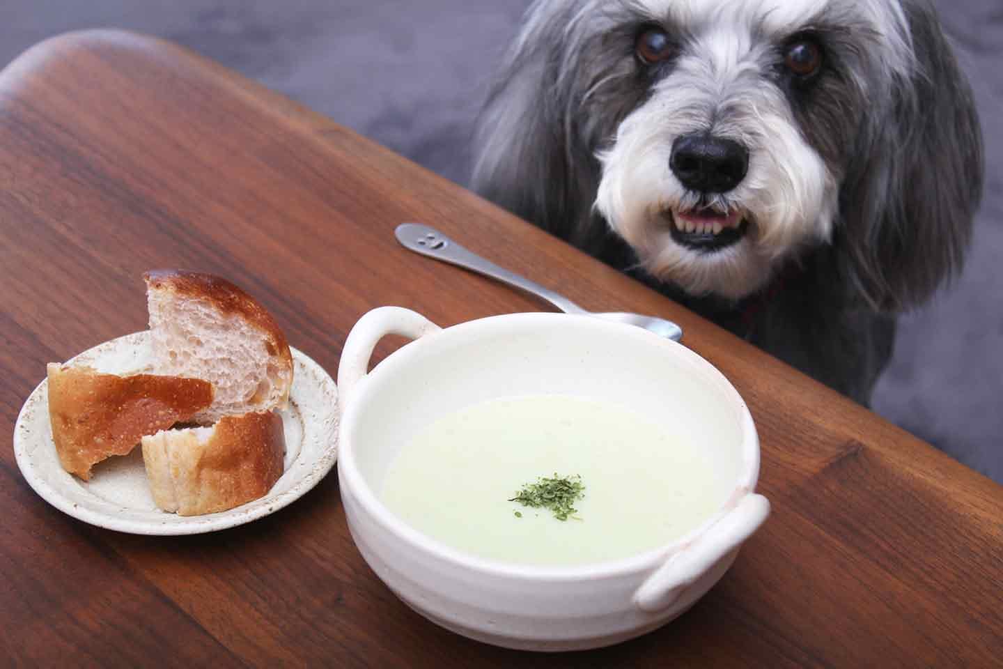 体重別に与えていい量はキャプション見てね🐶 ⁡ この前犬用の柿の種を買ったのですが、 犬にアルコールは🙅‍♀️なので、ビールのようなゼリーを作って乾杯してみました🍻⁡ ⁡ ゼリーより柿の種に夢中だった気はしますが、 レシピです🐶🍎 ⁡ ⁡ ⁡ ——————————————-— ▽ 材料