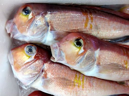 夏が旬となるおすすめの魚3選株式会社セプト給食委託サービス