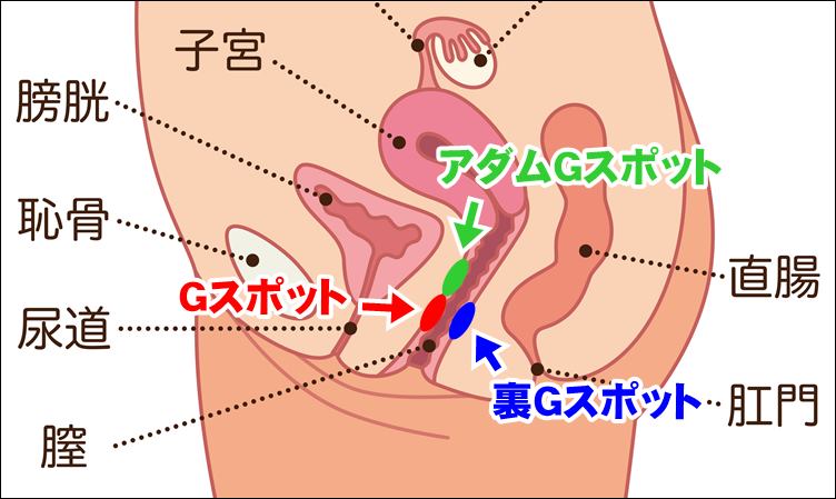 Gスポット開発とは？場所と位置の見つけ方 - 夜の保健室