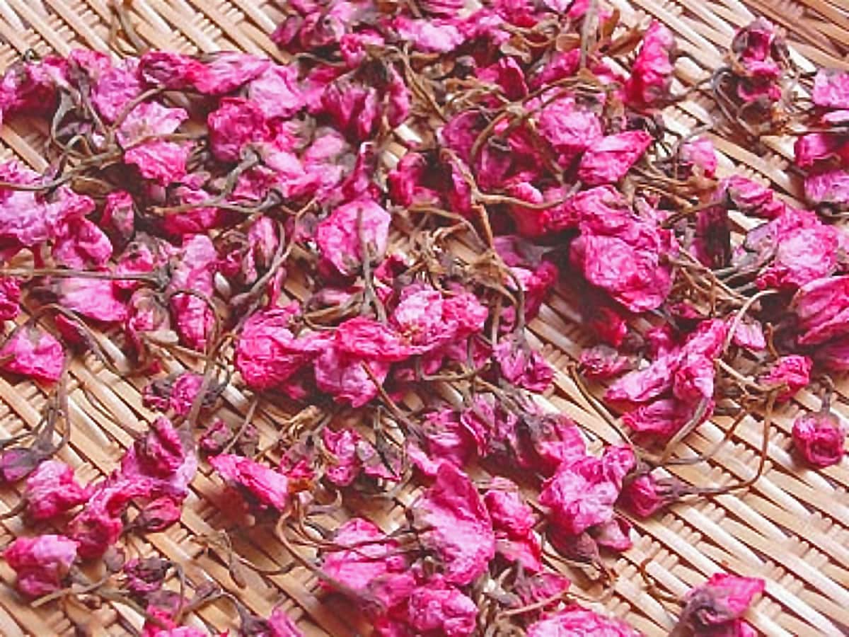 桜の塩漬けの基本の作り方とアレンジレシピ今年の春は桜を味わおう!Saji+ さじたす