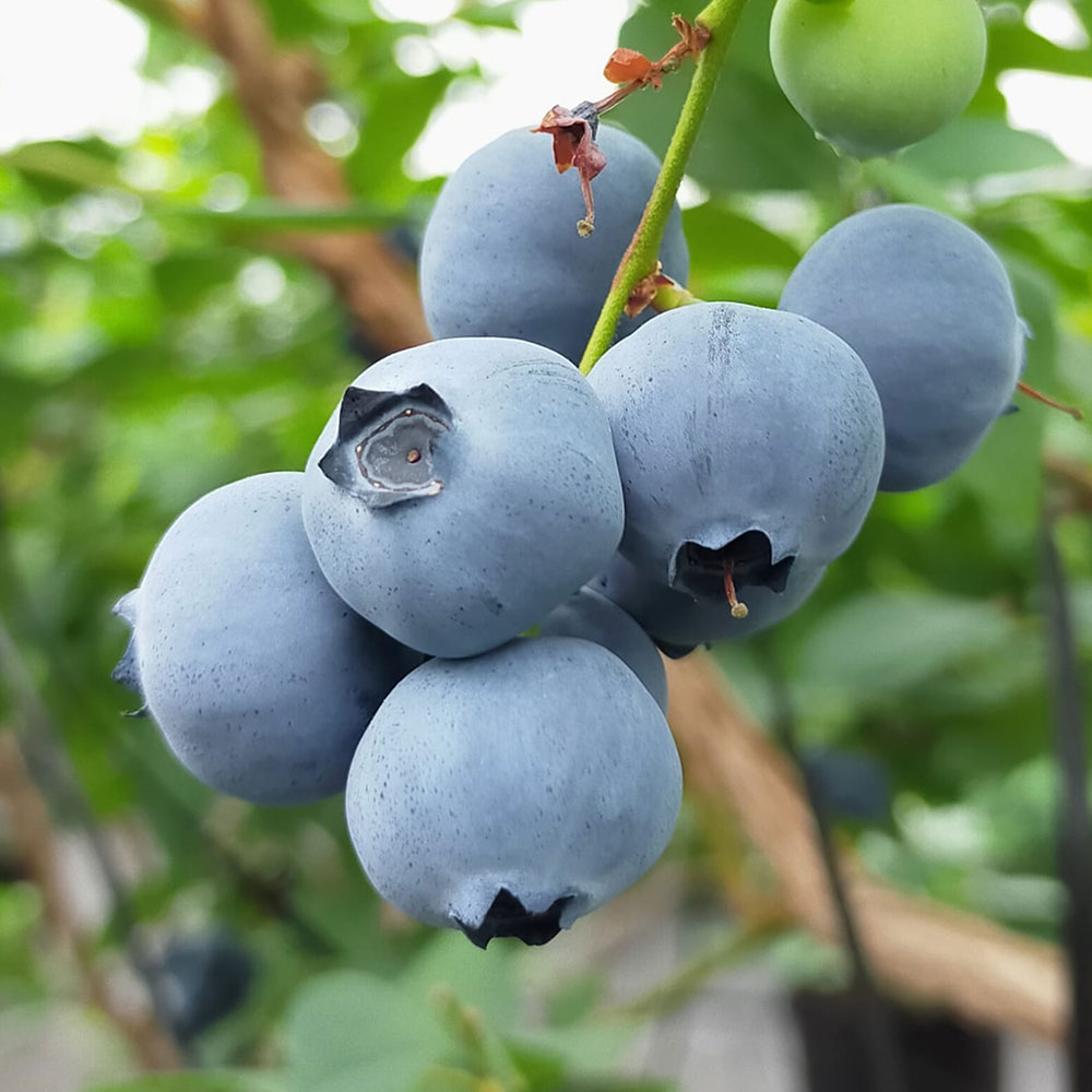 青い果物15種類を一覧で！味わい・旬など特徴や活用レシピも紹介！ ちそう