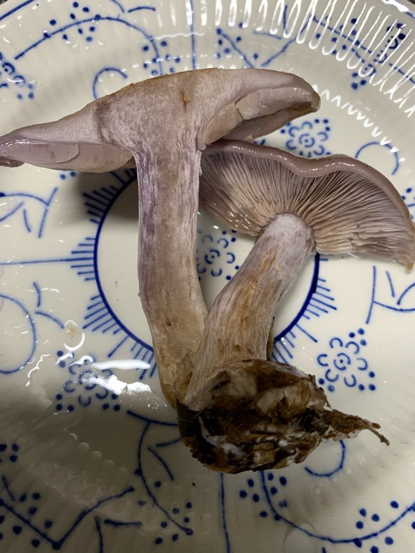 夏キノコの名脇役？ ベニタケ科のキノコ「アイタケ＆カワリハツ」を食べてみた野食ハンマープライス