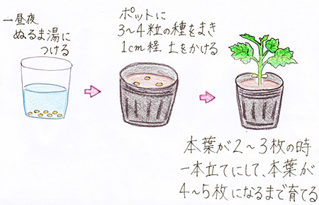 ご予約品 4月中旬以降お届け 楽々ゴーヤー 栽培セット 貯水機能付き プランター ネット付き ゴーヤー苗 × ２ポット ゴーヤ肥料550ｇ ×１袋ぐんぐん育つ培養土 × ２袋 野菜苗Fleur Town吉本花城園