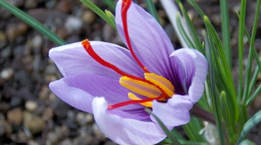 サフランの使い方、保存方法