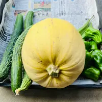 かぼちゃの育て方 日々のお手入れ編 空中栽培支柱補強、枯葉取り 金糸瓜、そうめんかぼちゃ