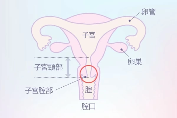 【完全版】女性が最も感じやすい性感帯の刺激方法３選