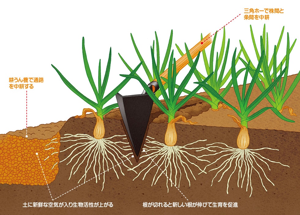 ニンニク～上手に育てる・貯蔵する～タキイネット通販