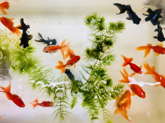 金魚の寿命は10年以上！でも実際の平均は・ – アクアハーミット
