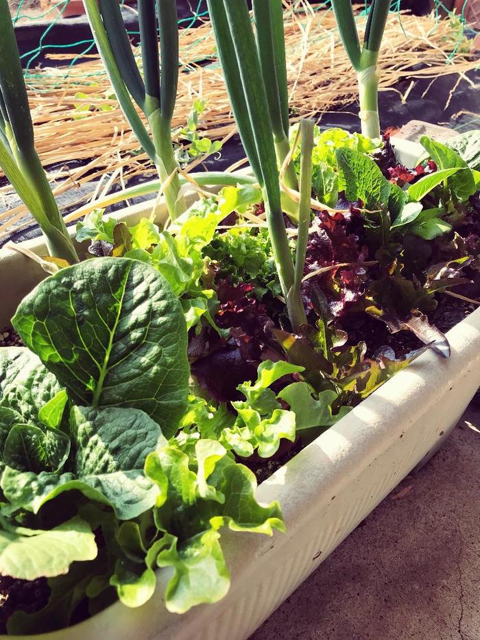 農業技術・経営情報 野菜：育苗ハウスの利活用、トマトやなすのコンテナ栽培 - 新潟県ホームページ