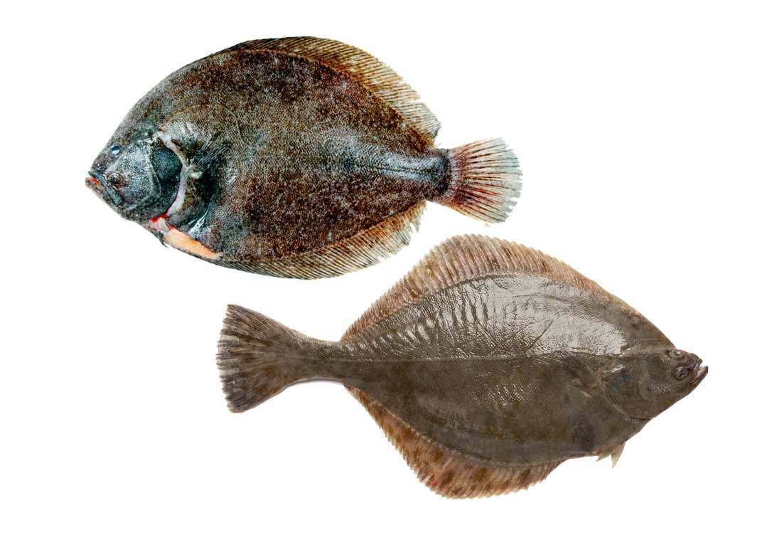 回転寿司の「えんがわ」とは？えんがわの秘密に迫る！寿司ウォーカ