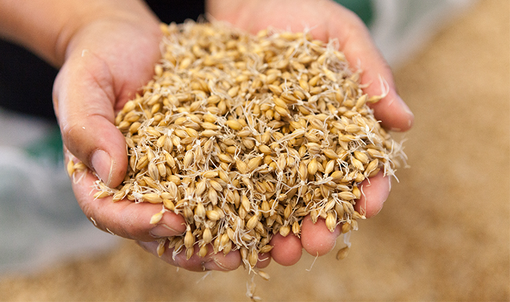 大麦若葉 – 日本粉末薬品株式会社