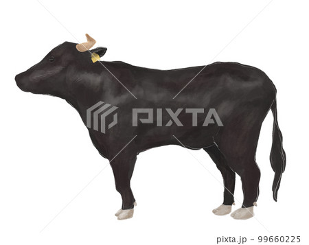 リアルな肉牛 イラスト素材426798- フォトライブラリ