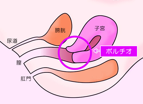 Gスポット開発とは？場所と位置の見つけ方 - 夜の保健室