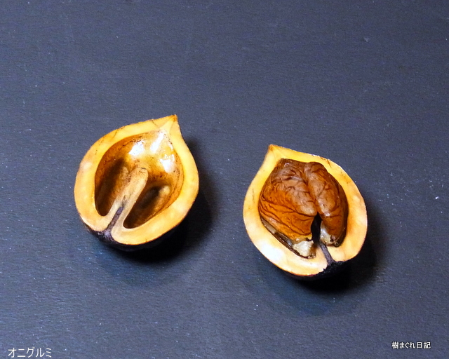 クルミいろいろ