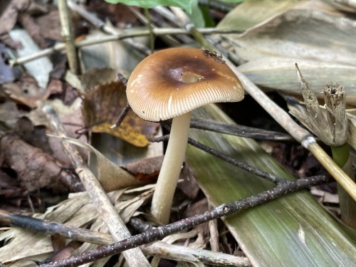 カバイロツルタケ