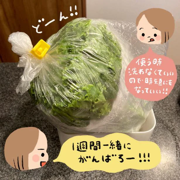 超簡単!レタスなんかのお弁当用葉野菜を、みずみずしく、シャキシャキのまま保存する方法mog