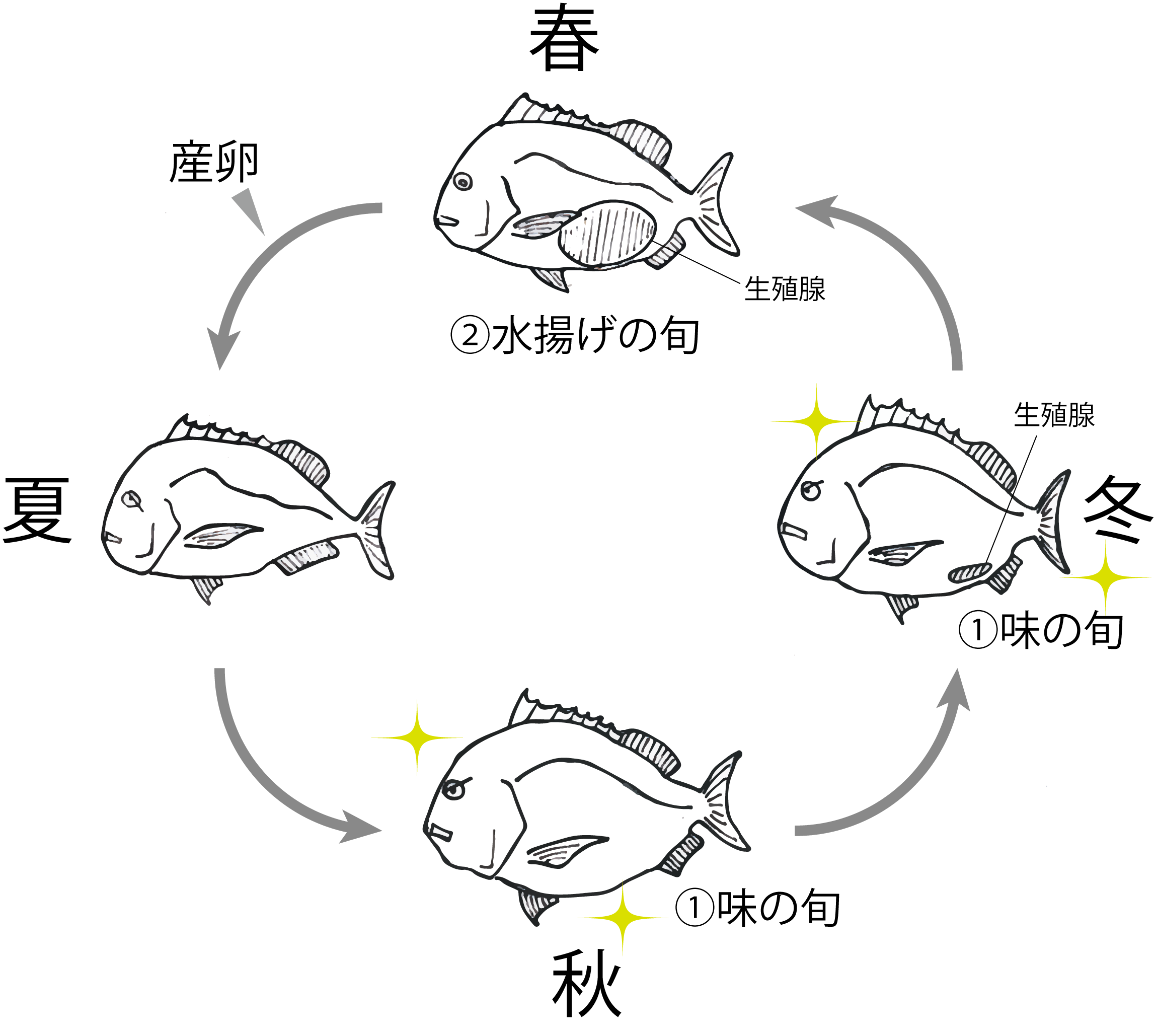 新潟県お魚カレンダー 春夏秋冬、新潟の旬の魚はコレ!今が買い時、取り寄せ時! 新潟マストバイ新潟のつかいかた