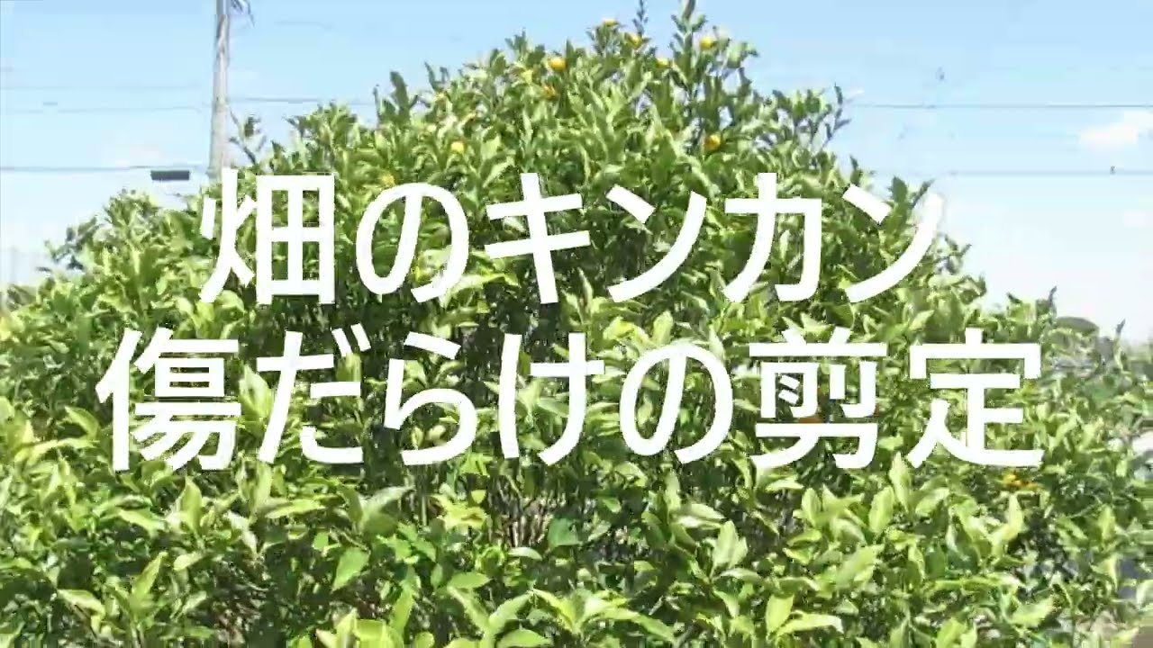 金柑の剪定 - じょじょ爺の独孤晩酌