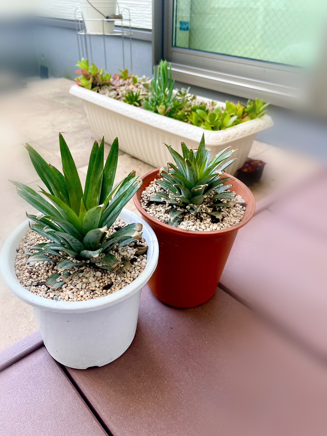 パイナップルの育て方鉢植えの植え替え時期は?用土のおすすめは?🍀GreenSnap グリーンスナップ