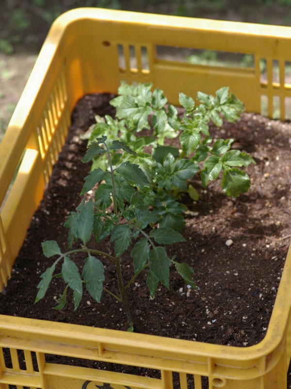 収穫量アップ！栽培コンテナを利用した多段ベンチ式いちご栽培 事例：いちご園「京らふれーず」株式会社ケーアイエヌ