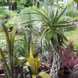 生花 ロシアンオリーブ 5-60cm程度 OT- 花材通販はなどんやアソシエ