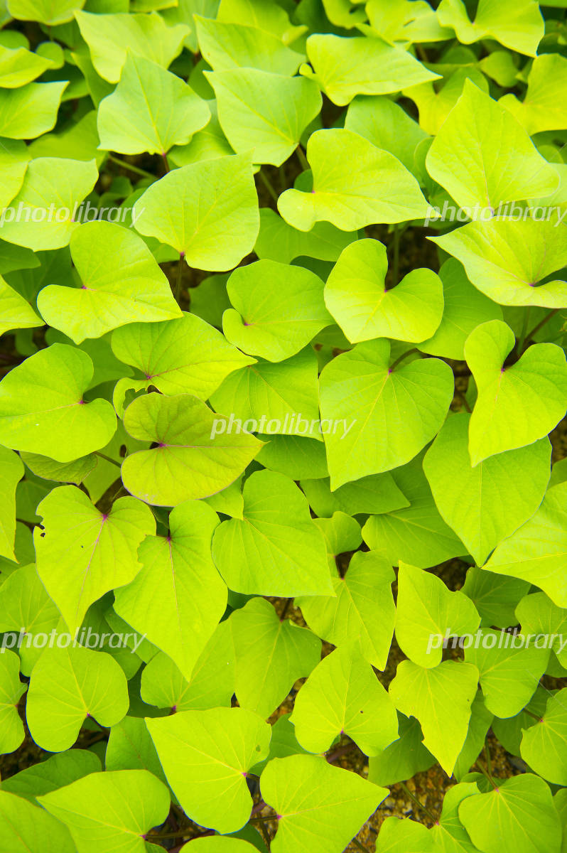 福花原 ふっかばる 田芋水田金武町観光ポータルサイト - ビジット金武タウン