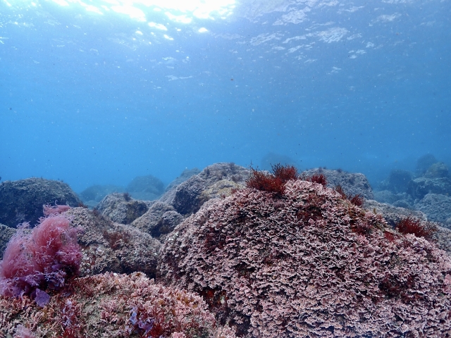 アイナメ」を使うレシピ8選。カルパッチョや唐揚げも - macaroni