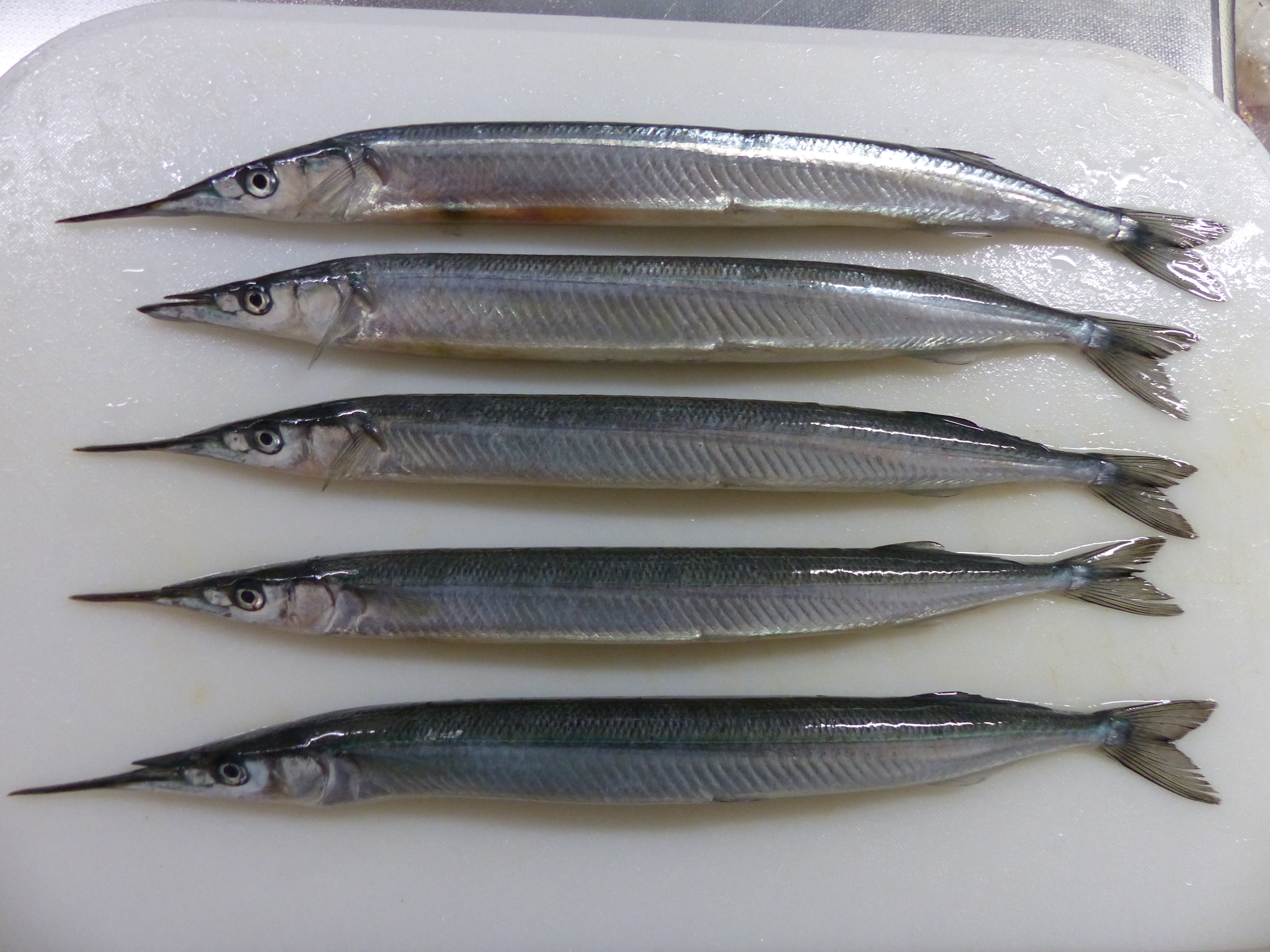 魚を好きなら読めて当然!魚漢字検定準1級!buono