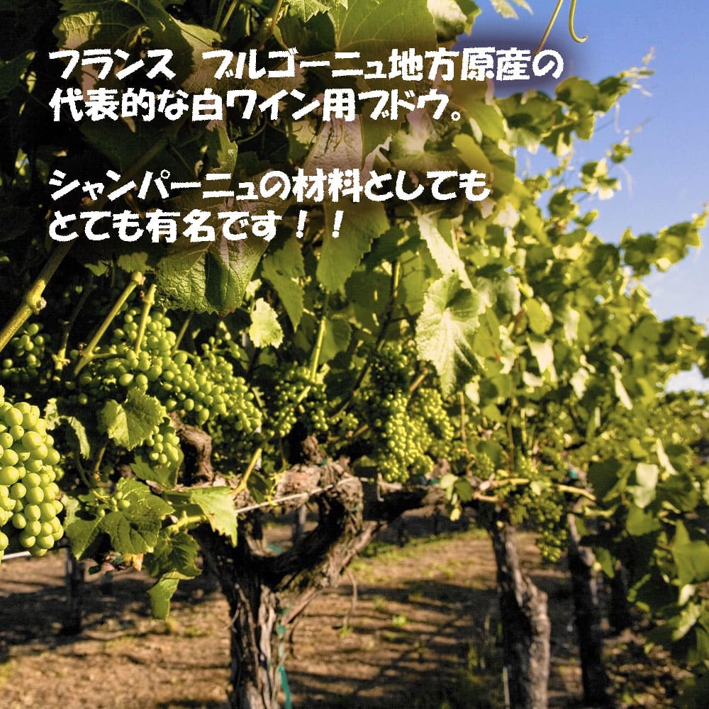 ワイン用ブドウ シャルドネの写真素材42840050- PIXTA