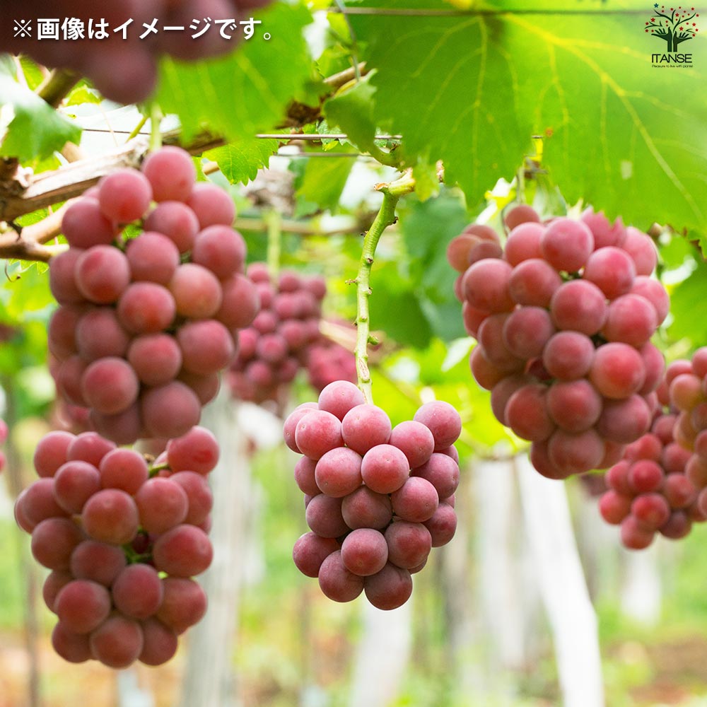 ゴルフボール大にもなる!? 巨大ぶどう悟紅玉 ゴルビー を食べてみた!やまふじぶどう園富山市婦中町