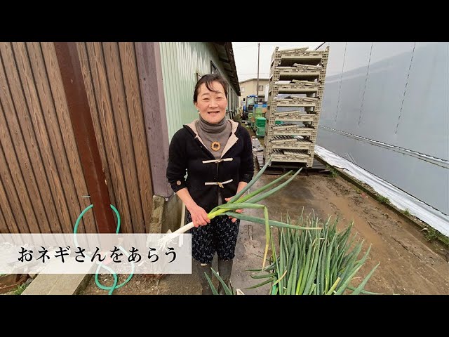 意外と汚れている白ネギ緑部分の洗い方 - YouTube