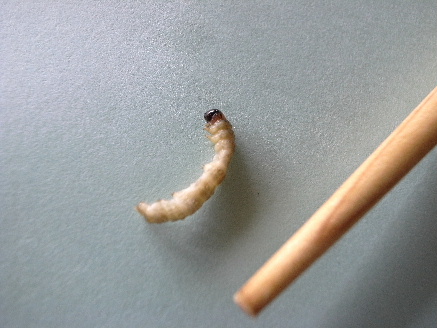 滋賀県・垣見農園 有機とうもろこし日記④受粉・害虫と益虫読みもの・NEWS有機野菜 ビオ・マルシェの宅配