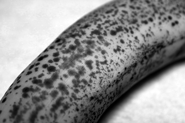 バナナに黒い芯？～モキリオ病～ずーやのメモ帳～memories メモリーズ ～