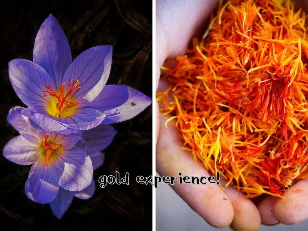 サフランの使い方、香りや味、効能、よく合う料理は?生活知恵袋